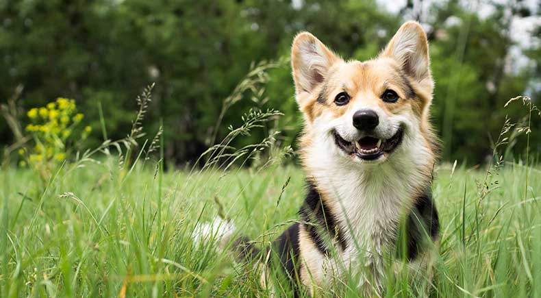 happy dogs