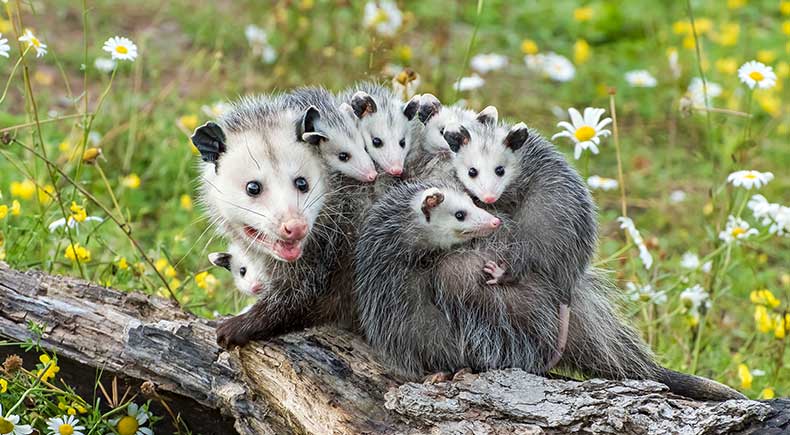 opossums living fossils