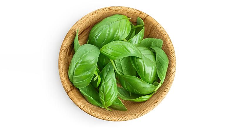 can you feed basil to your pets