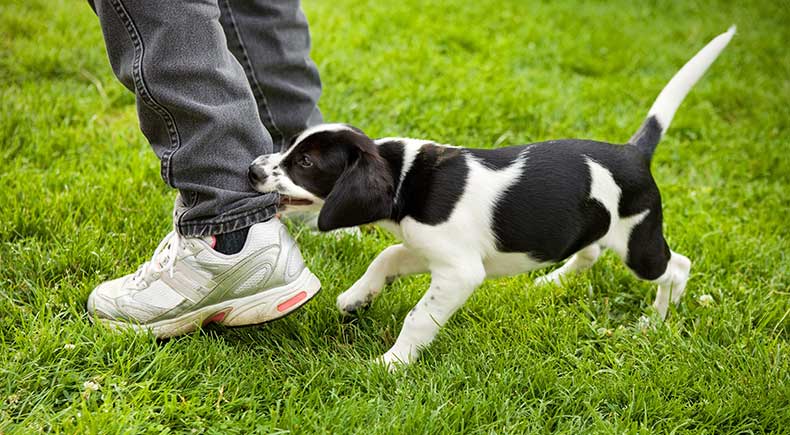 puppy play