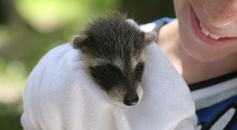 raccoons as pets