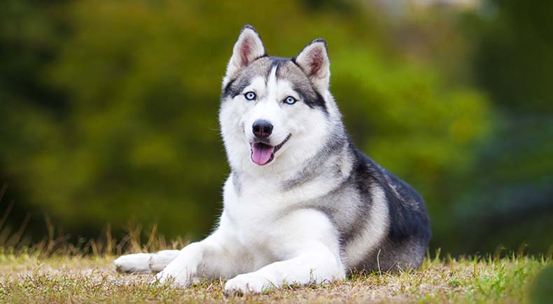 siberian husky facts