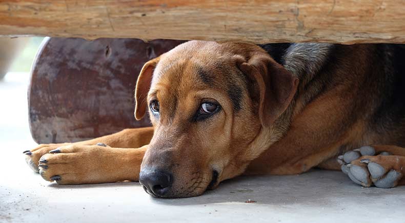 stress triggers for dogs