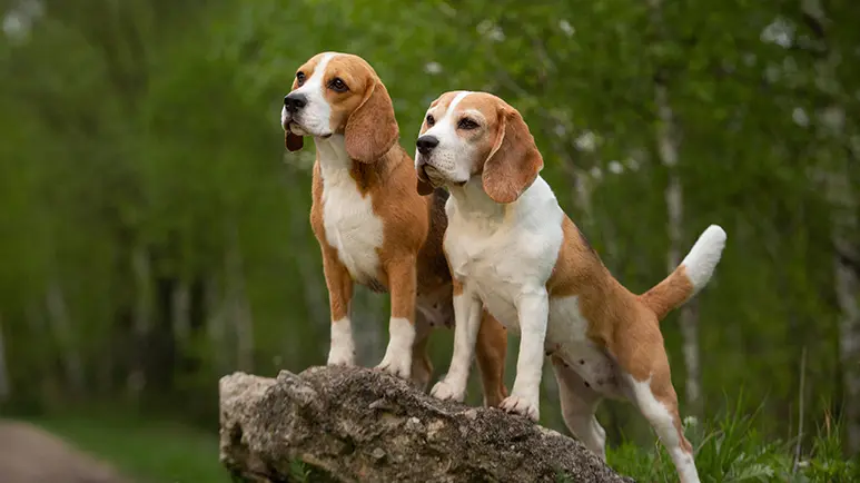 10 beagle facts
