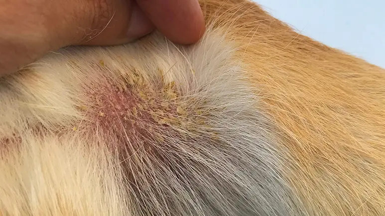 flaky skin in dogs