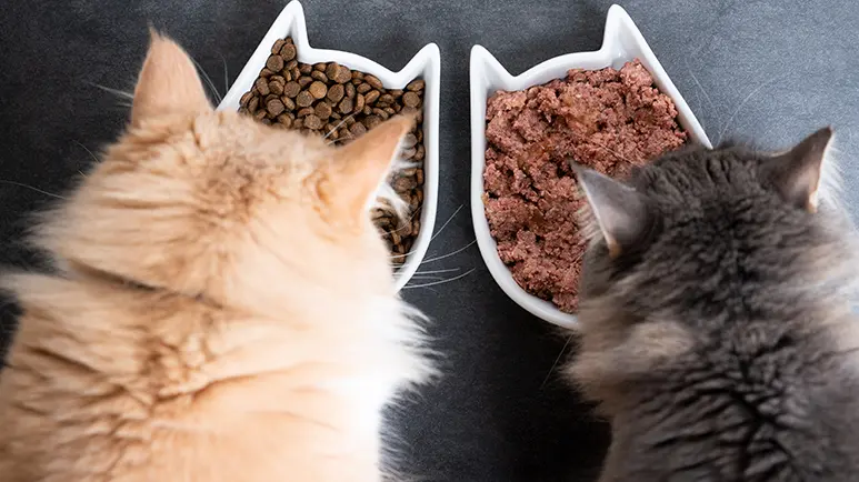 cats combine foods