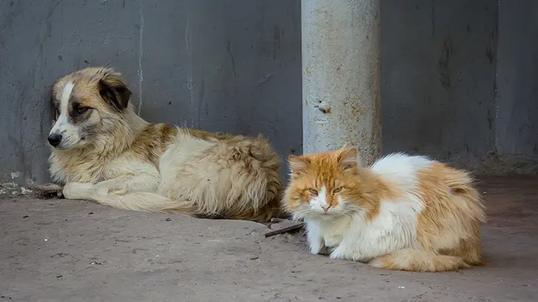 abused animals