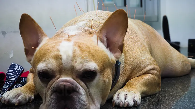 acupuncture chiropractic for pain