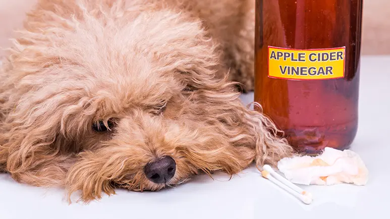 apple cider vinegar for fleas