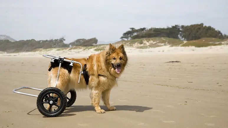 arthritis in dogs