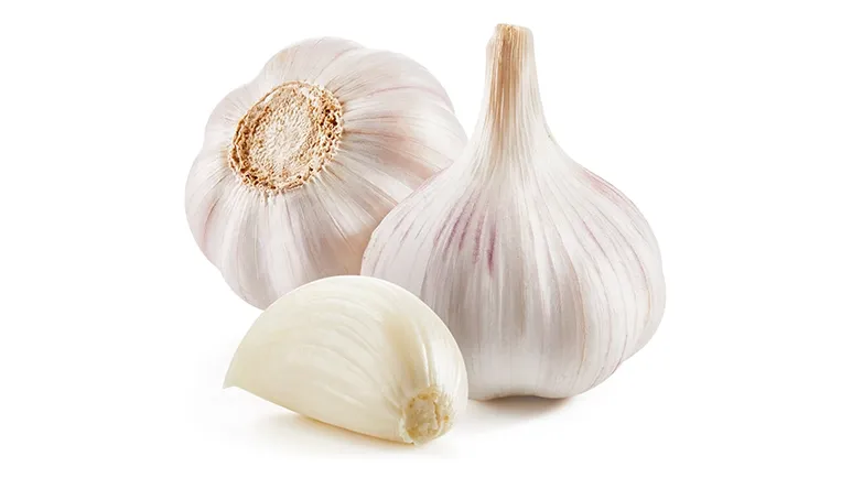 can you feed garlic to your pets