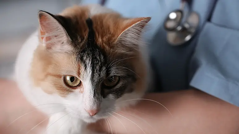 cat arthritis
