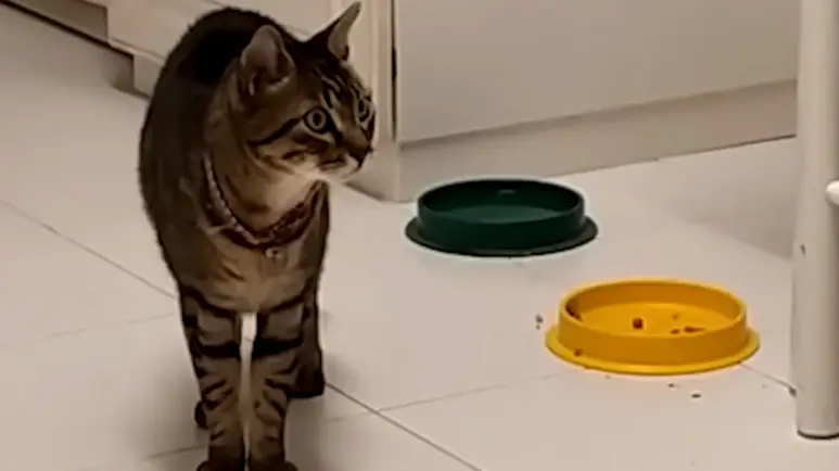 cat has an unbelievably boisterous meow