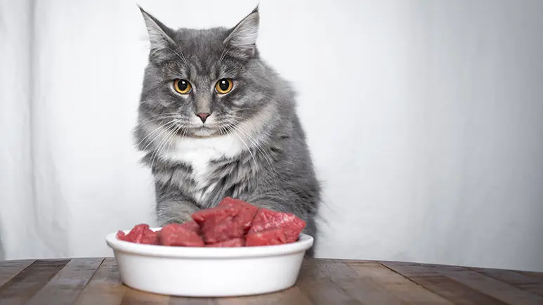 cat wont eat
