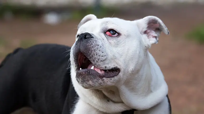 cherry eye in dogs