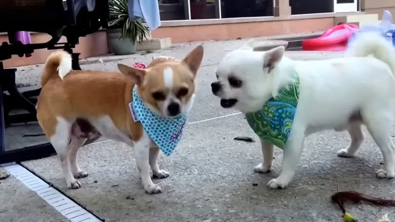 chihuahuas acting like an old married couple