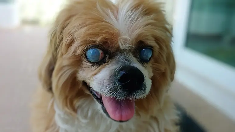 5 diseases causing dog blue eyes