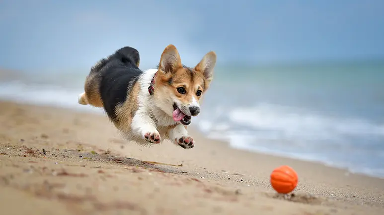 dog age