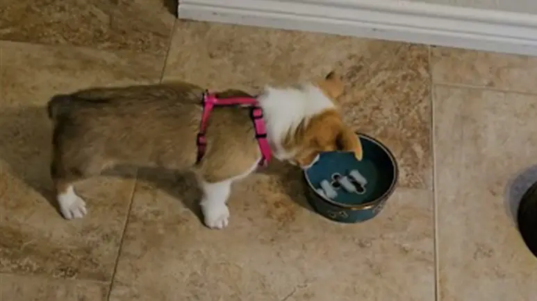 dog finds floating ice cubes fascinating