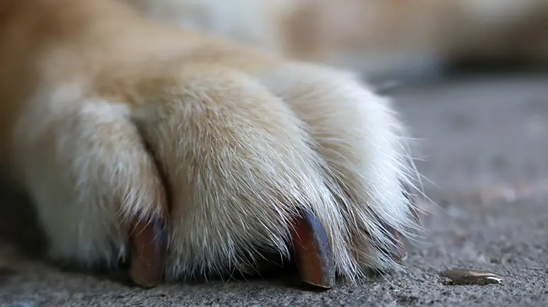 dog nail trimming