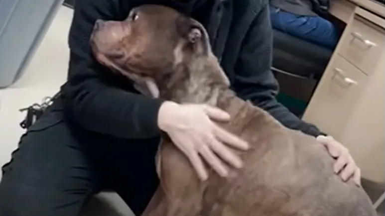dog relaxes with shelter friend