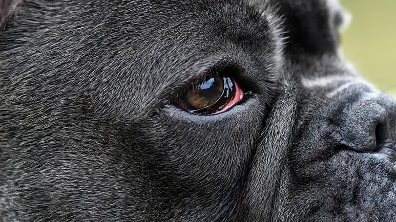 dog third eyelid