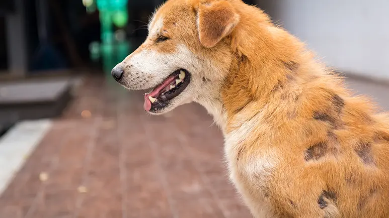 Dog hair falling out in best sale patches
