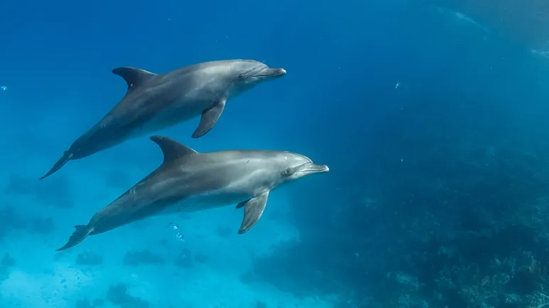 dolphins alzheimers