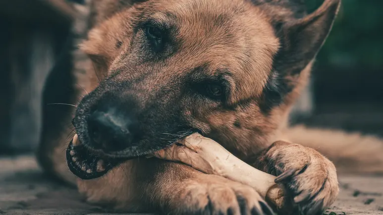 feed dog bones