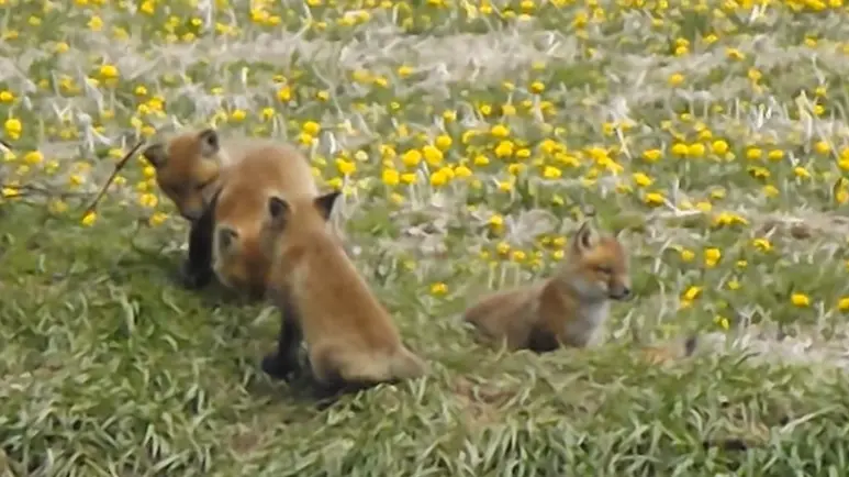 fox kits play in their natural habitat