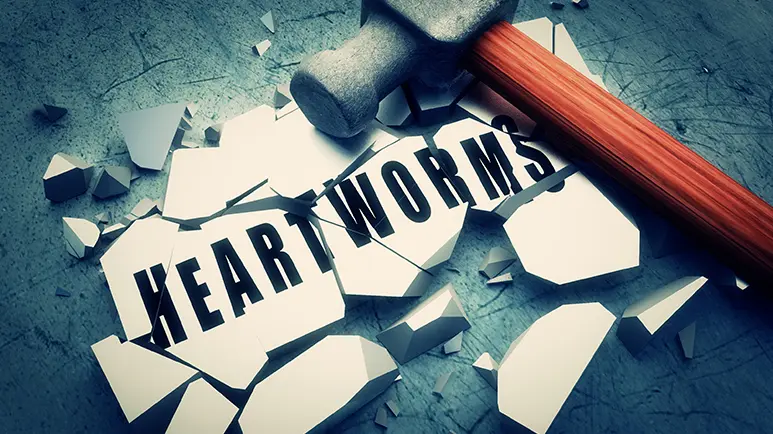heartworm dogs
