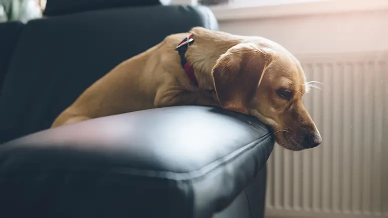 how long can you leave a dog alone