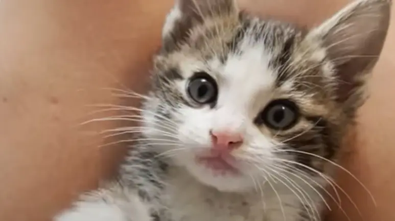 rescue stray kitten