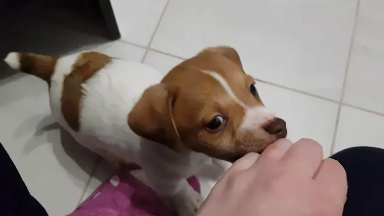 jack russell puppy