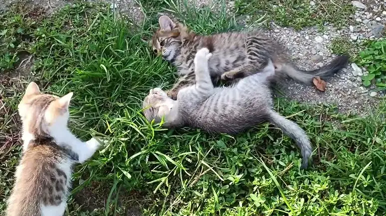kittens playing 'attack cat' in the sunshine