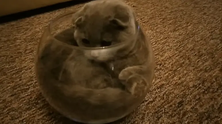 kitty is determined to fit into the fish bowl