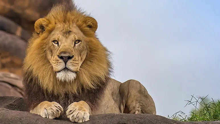 lion facts