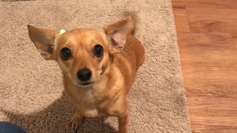 adorable chiweenie