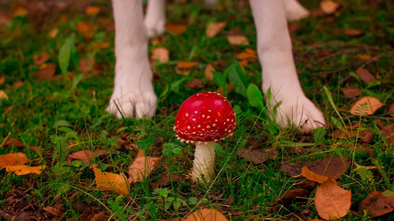 mushroom poisoning in pets