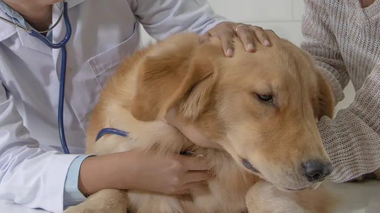 neutered golden retrievers