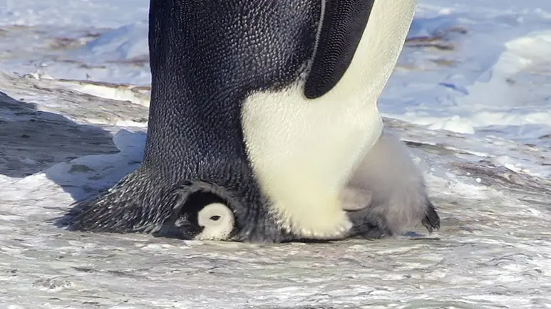penguin toddler reluctant to move out of his pouch