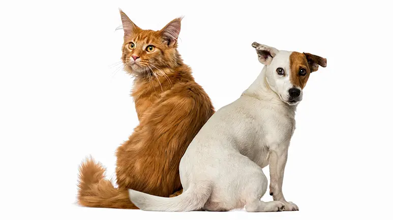 pet tail injuries