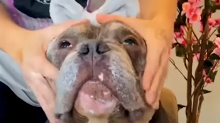 pit bull loves getting beauty treatment