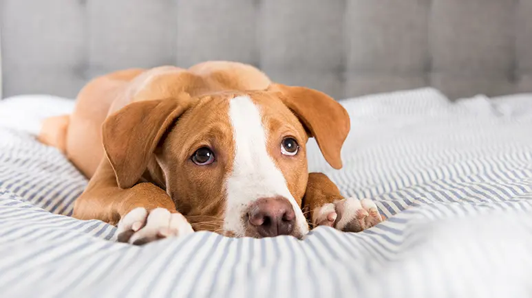 signs that your dog may have worms