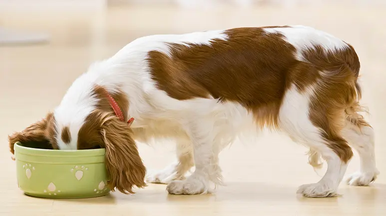 slowing down dogs when eating