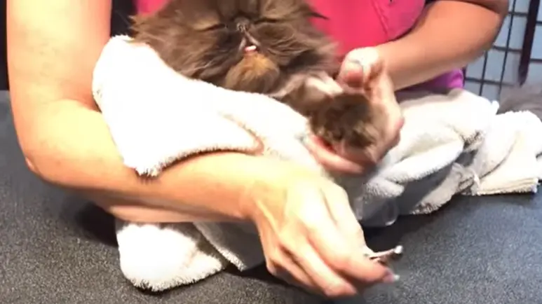'toweling' your cat to trim its nails