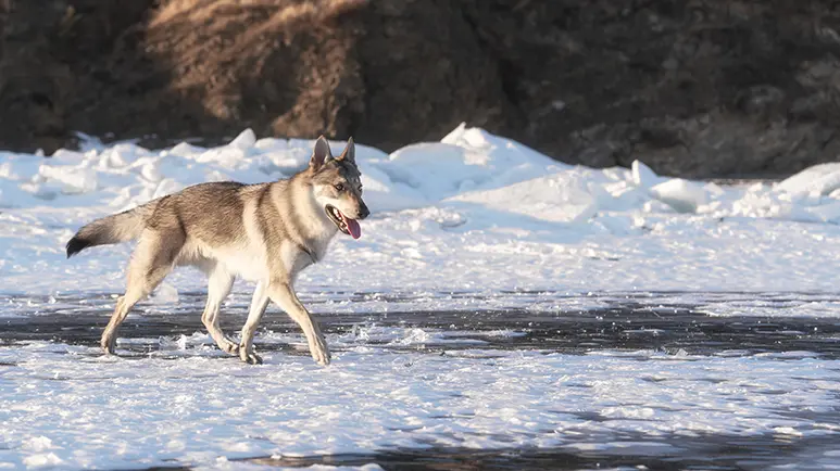 wolfdogs