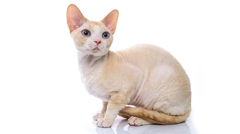 devon rex cat facts