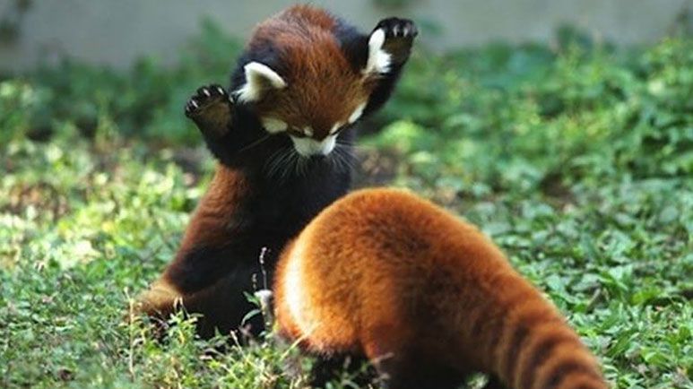 12 facts about the endangered red panda