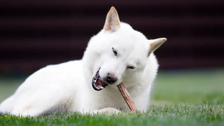 antlers dog chews
